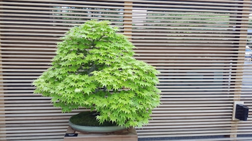 A lush green bonsai tree stands in a shallow ceramic pot, set against a backdrop of horizontal wooden slats. The tree is well-manicured, showcasing dense foliage with vibrant green leaves.