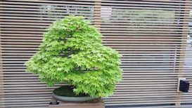 A lush green bonsai tree stands in a shallow ceramic pot, set against a backdrop of horizontal wooden slats. The tree is well-manicured, showcasing dense foliage with vibrant green leaves.