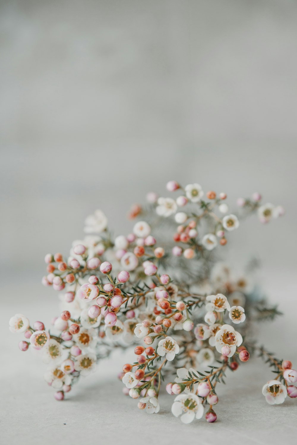 a bunch of small white flowers sitting on top of a table