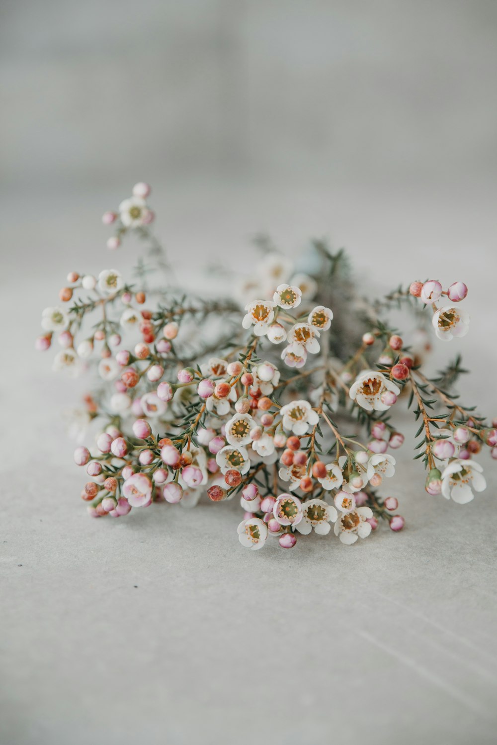 a bunch of small white and pink flowers