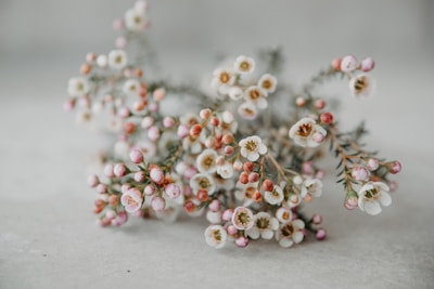 A delicate arrangement of pastel flowers displayed on a gray background with subtle fuchsia accents.
