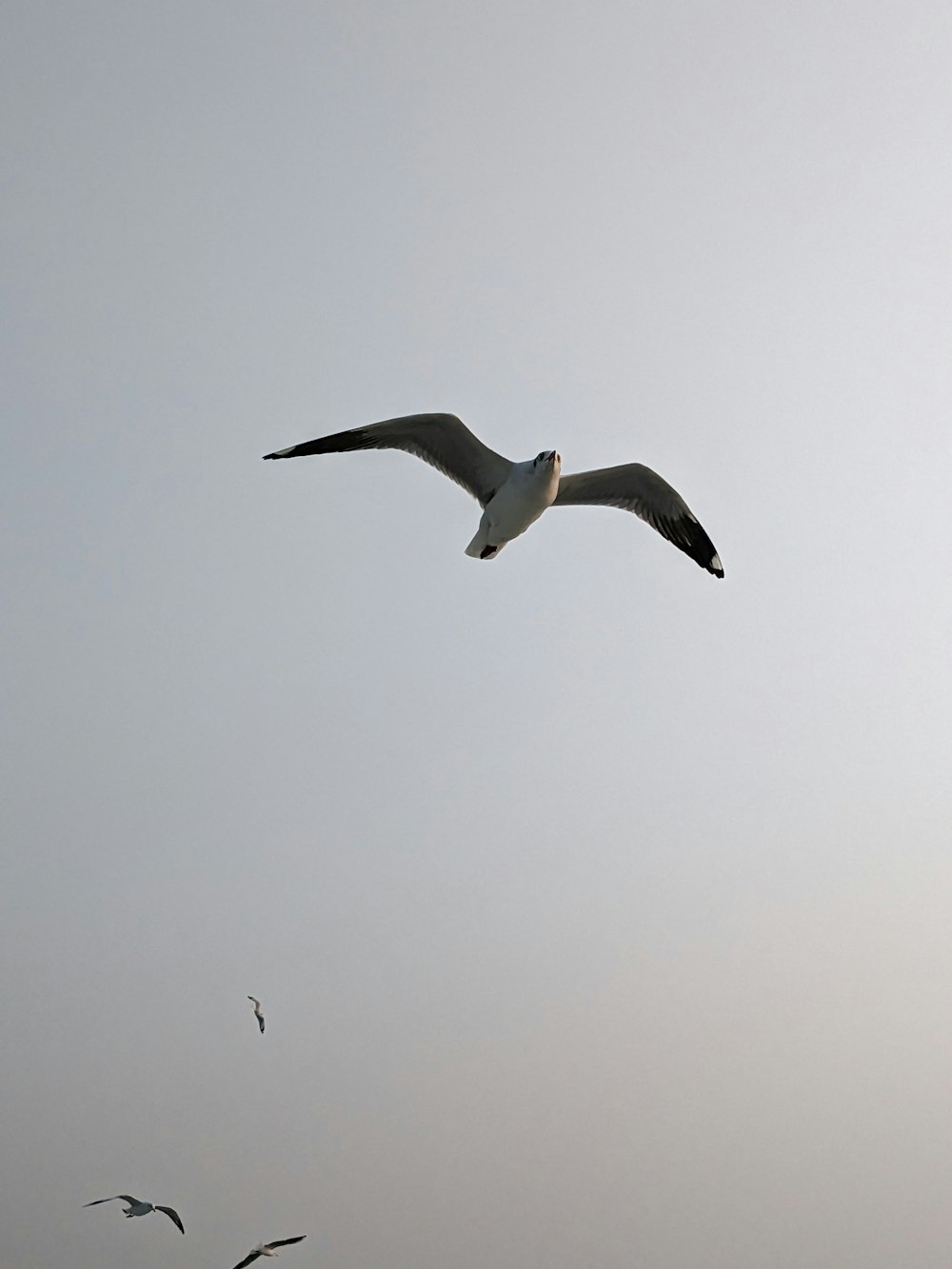 a flock of seagulls flying in the sky