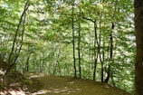 Family hiking trail in lush forest with sun rays breaking through leaves.