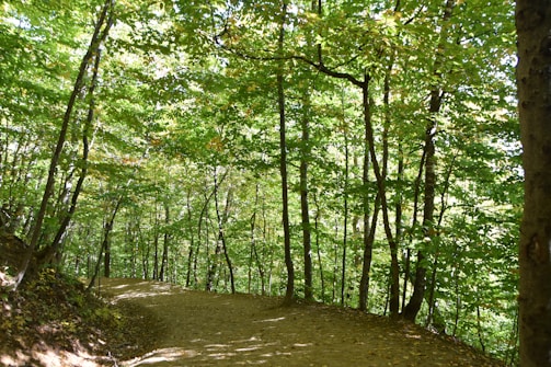 Family hiking trail in lush forest with sun rays breaking through leaves.