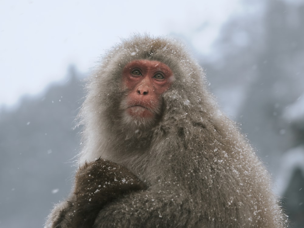 a monkey sitting on top of a snow covered ground