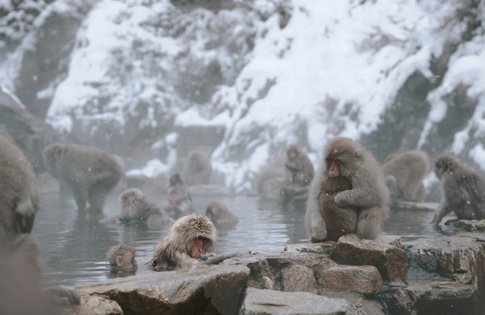 a group of monkeys sitting in a pool of water