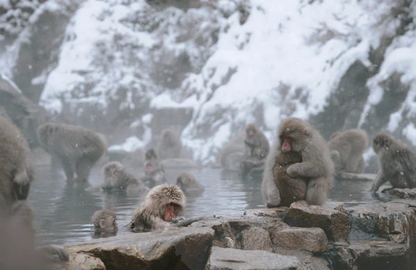Snow monkeys sitting in a steaming hot spring pool