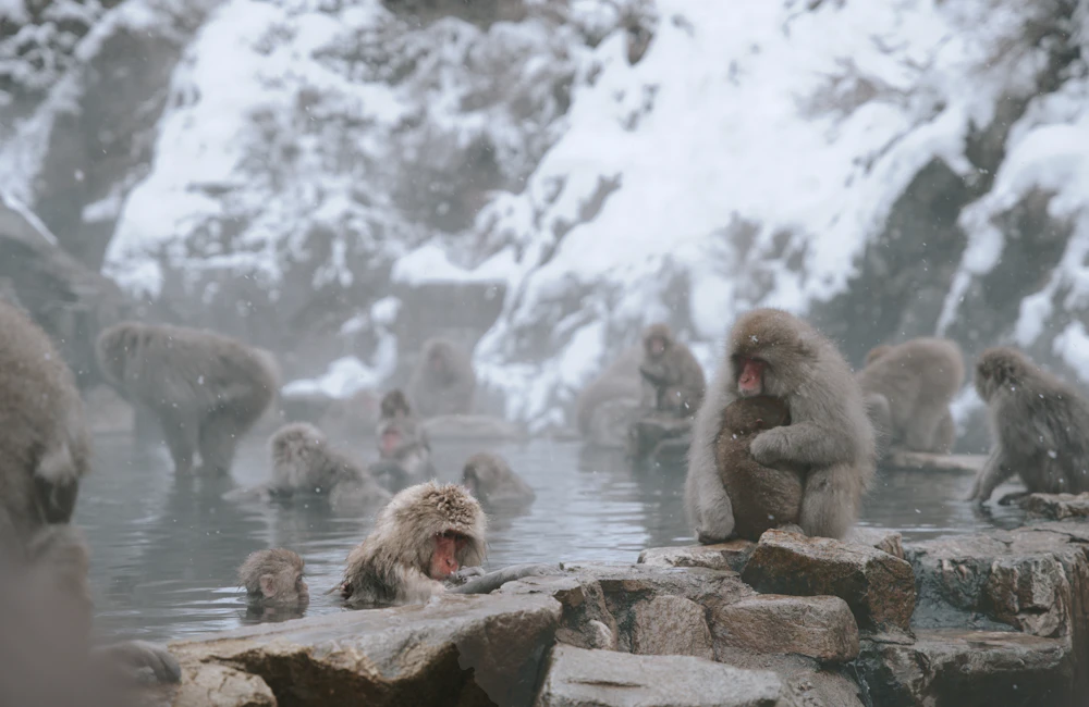 Winter in Japan