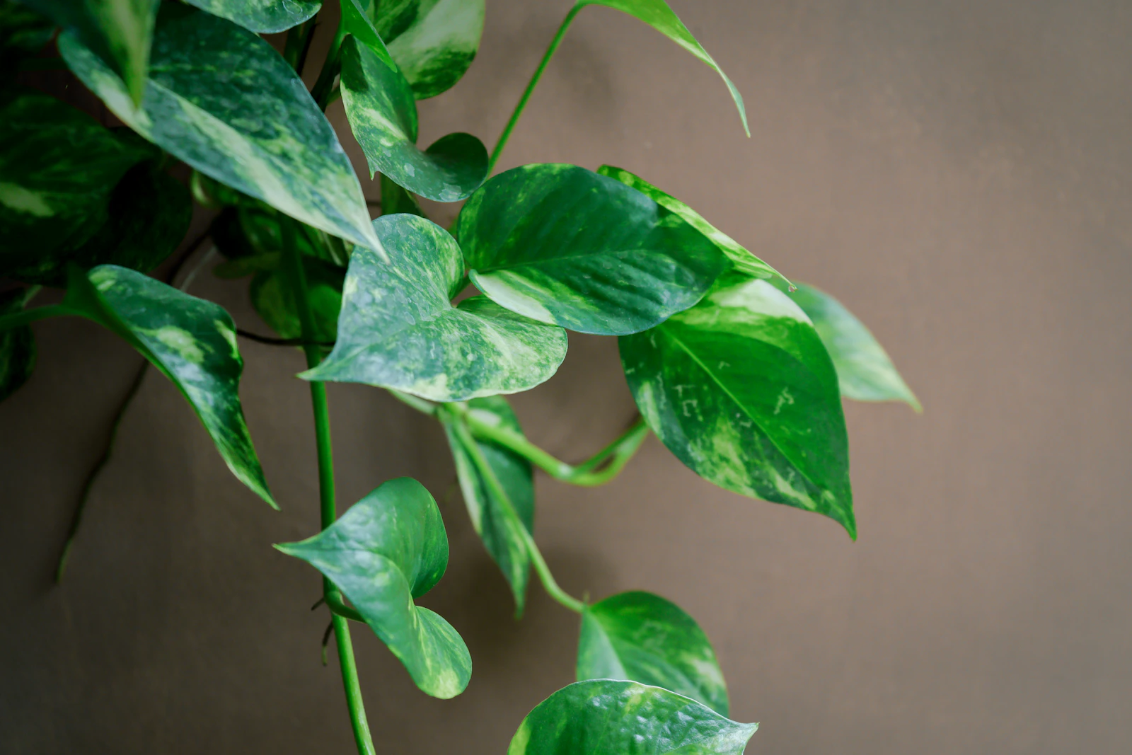 Pothos (Scindapsus), élément à reconnaître pour protéger votre chat