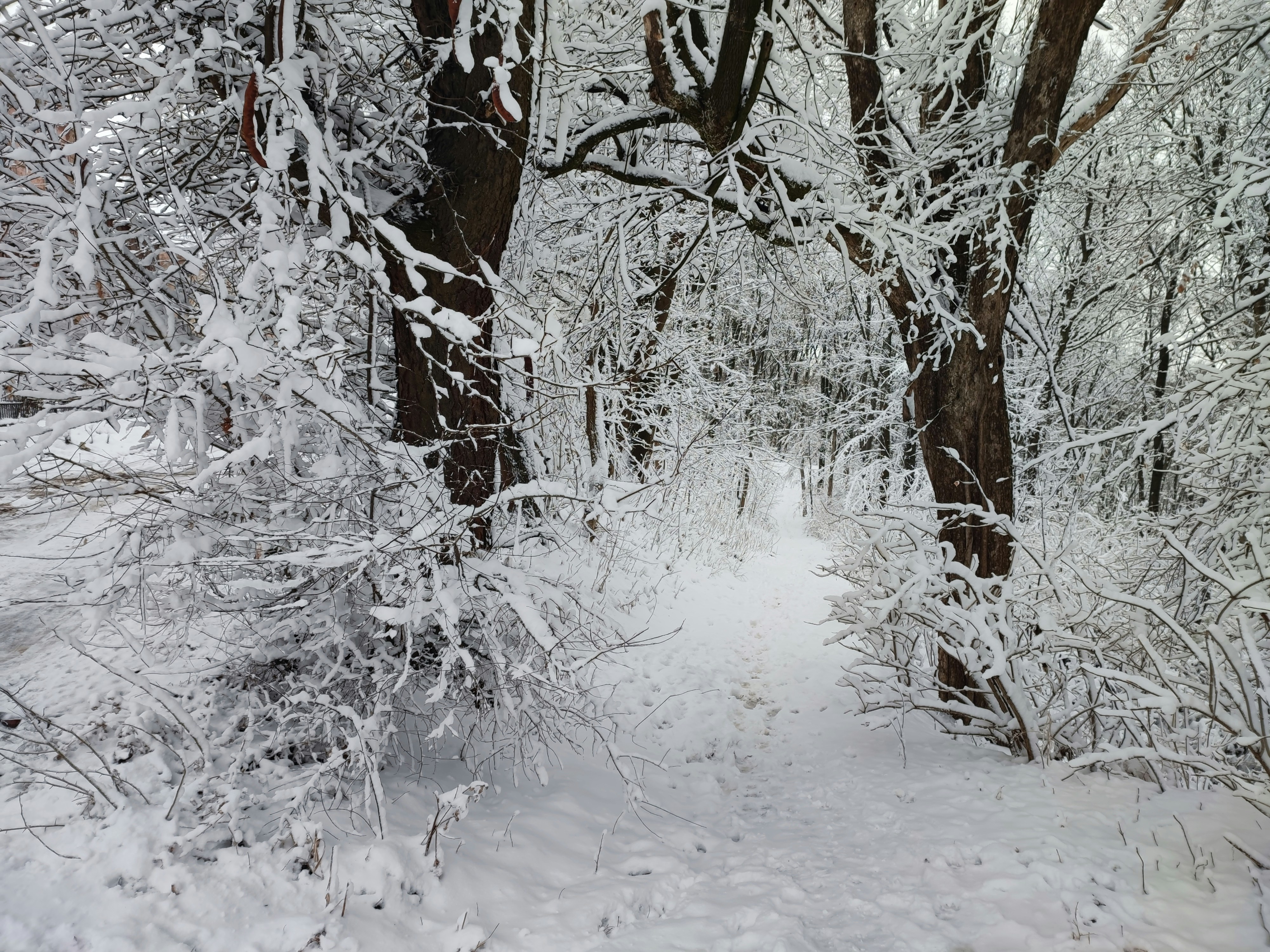 A path through a snowy forest with lots of trees photo – Free Winter ...