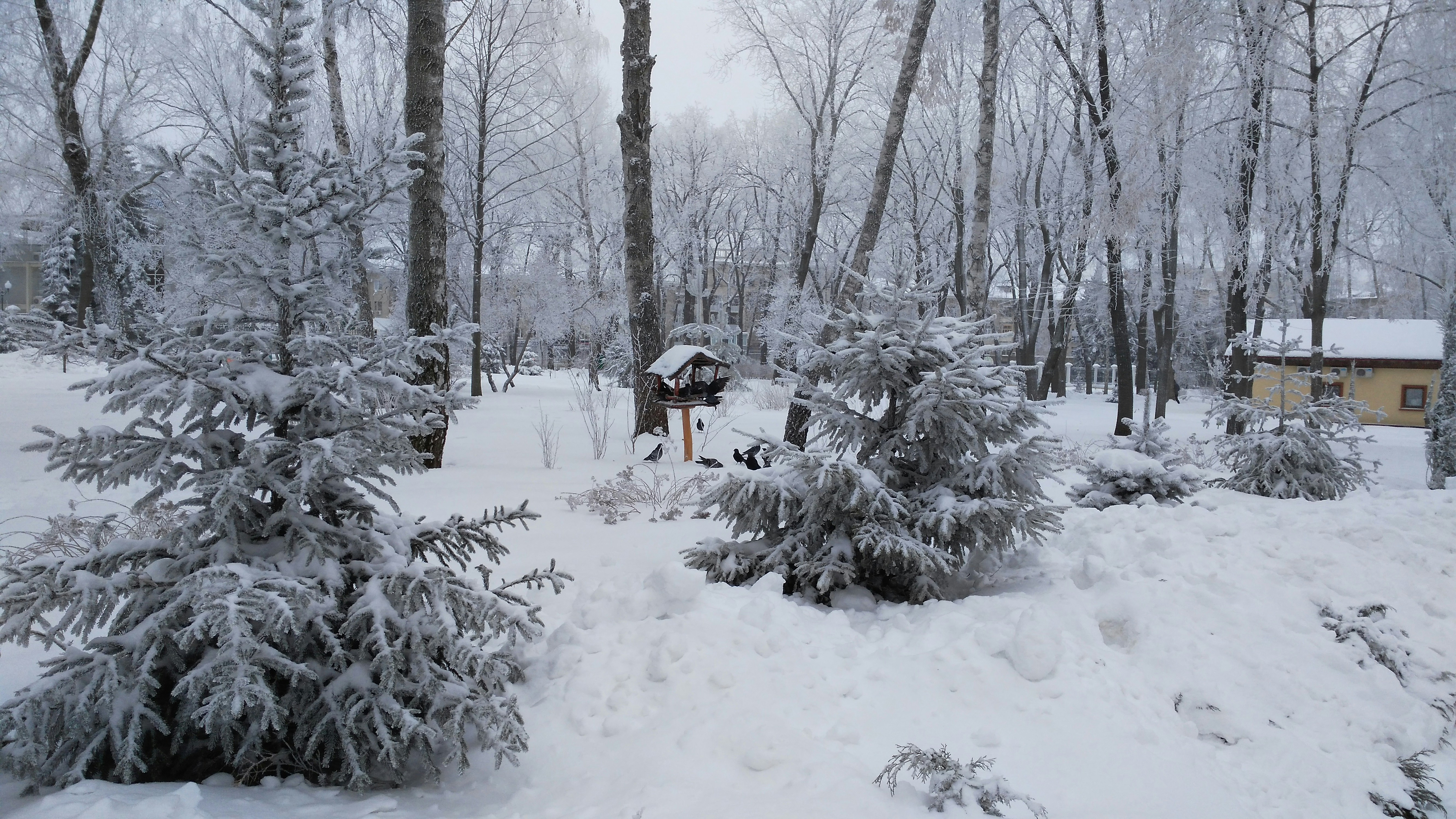 A person wearing warm gloves planting winter vegetables in a snowy garden.