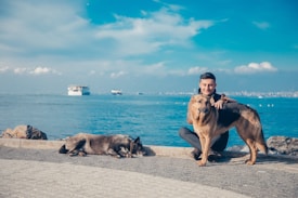 A person kneels beside one dog while another dog rests on the ground nearby. The setting is by a waterfront with calm blue water, and the city skyline is visible in the distance under a partly cloudy sky. A few boats are on the water, adding to the serene atmosphere.