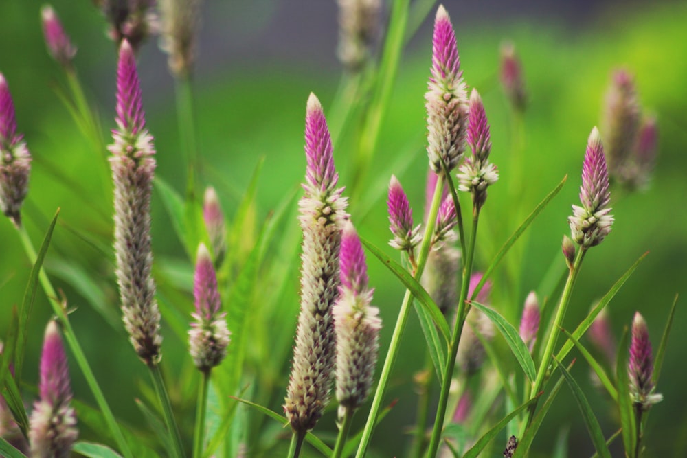 a bunch of flowers that are in the grass