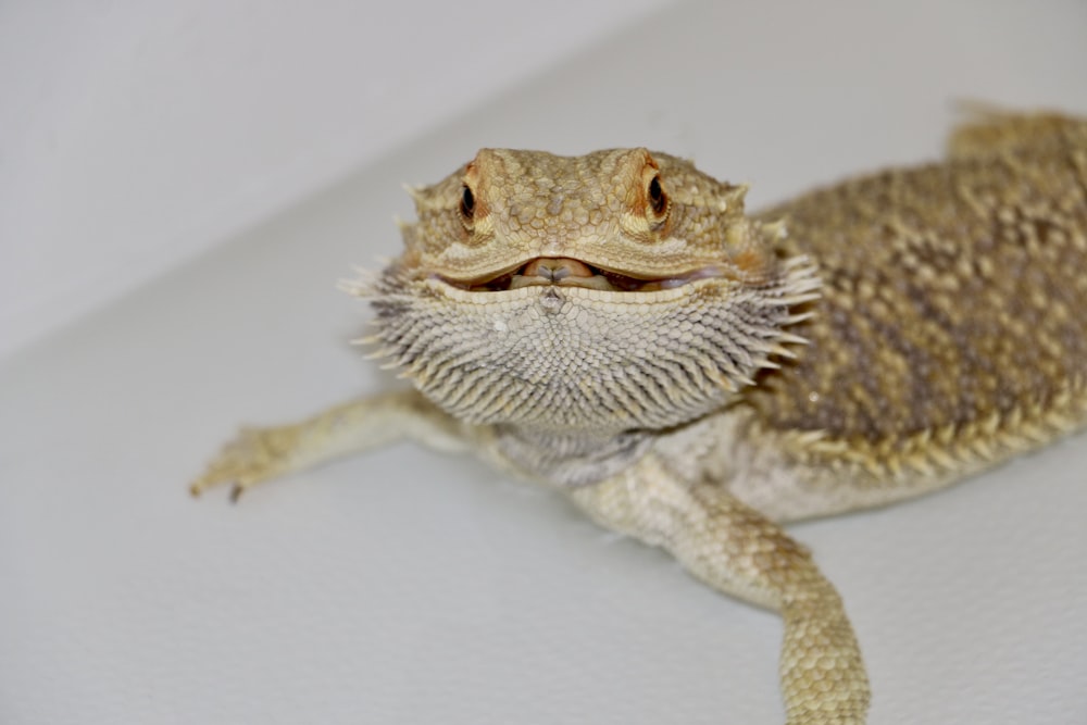 a small lizard sitting on top of a white surface