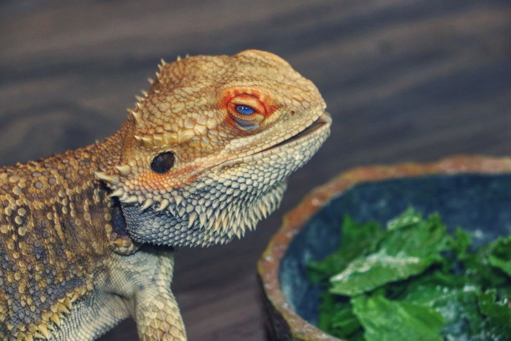 a close up of a lizard near a bowl of greens