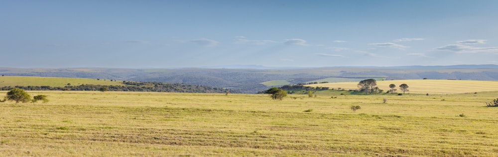 a grassy field with trees and hills in the background