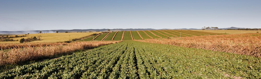 a large field of crops in the middle of a rural area