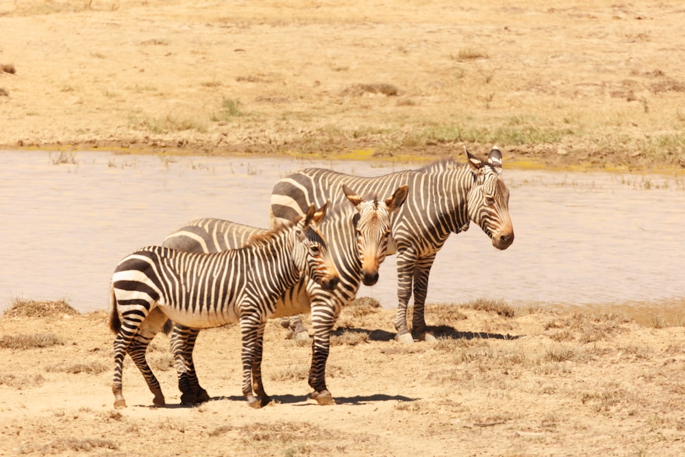 a herd of zebra standing next to a body of water