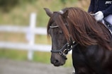 A close-up view of a brown horse with a glossy, well-groomed coat and long, flowing mane. The horse is wearing a bridle and is being ridden by a person dressed in dark clothing. The background is out of focus, featuring a white fence and greenery.