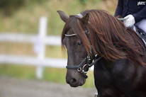Close-up of a breeder gently riding a well-gaited horse during a morning ride.