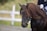 A close-up view of a brown horse with a glossy, well-groomed coat and long, flowing mane. The horse is wearing a bridle and is being ridden by a person dressed in dark clothing. The background is out of focus, featuring a white fence and greenery.