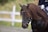 A close-up view of a brown horse with a glossy, well-groomed coat and long, flowing mane. The horse is wearing a bridle and is being ridden by a person dressed in dark clothing. The background is out of focus, featuring a white fence and greenery.