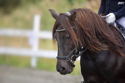 Close-up of a breeder gently riding a well-gaited horse during a morning ride.