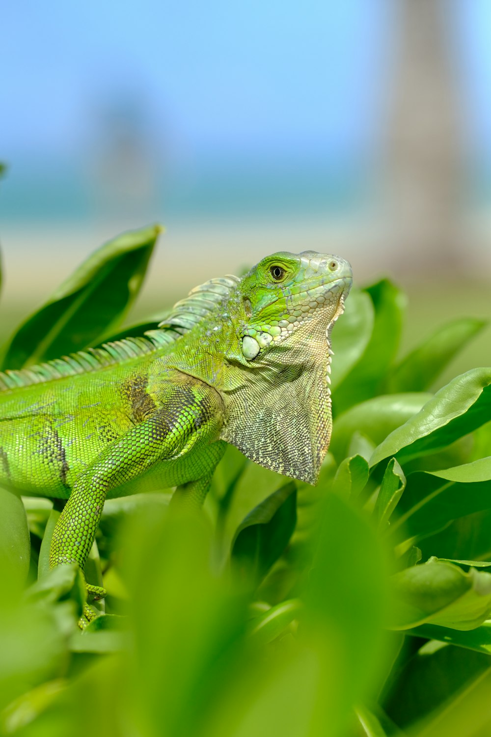 a green lizard sitting on top of a lush green plant