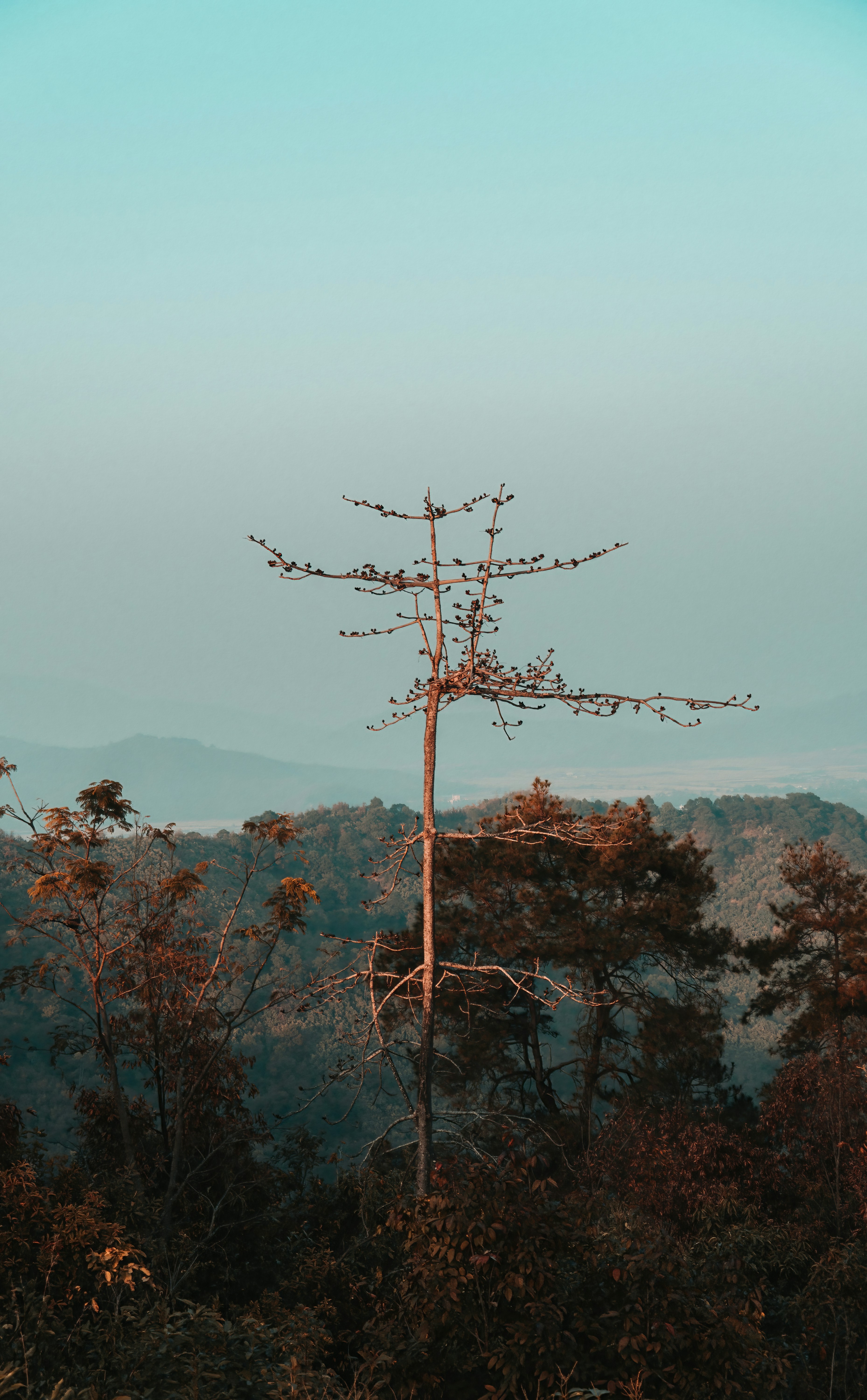 pohon tinggi di tengah hutan