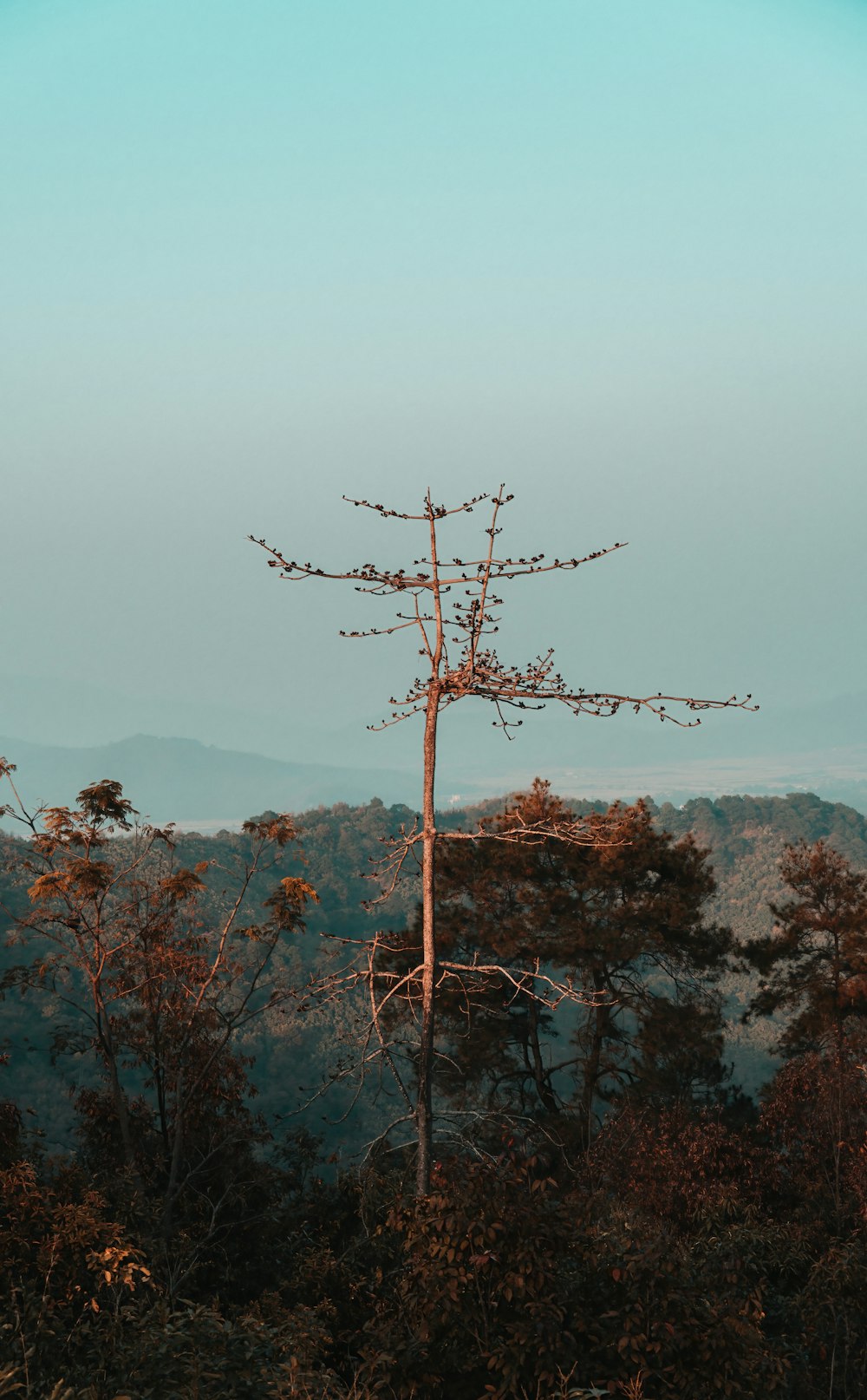 a tall tree in the middle of a forest