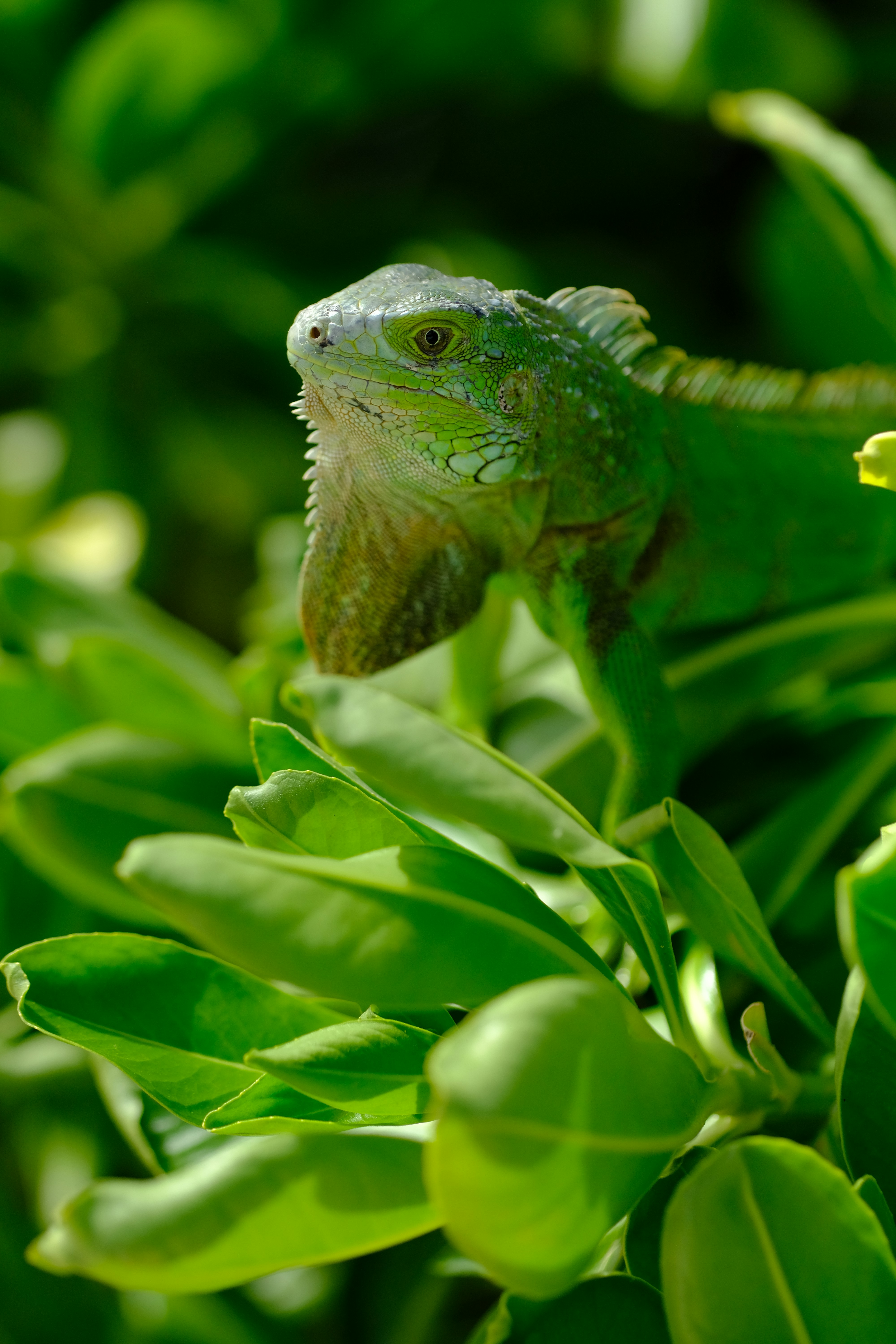 a green lizard sitting on top of a green plant