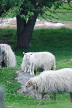 a herd of sheep standing on top of a lush green field