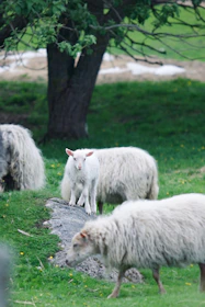 a herd of sheep standing on top of a lush green field