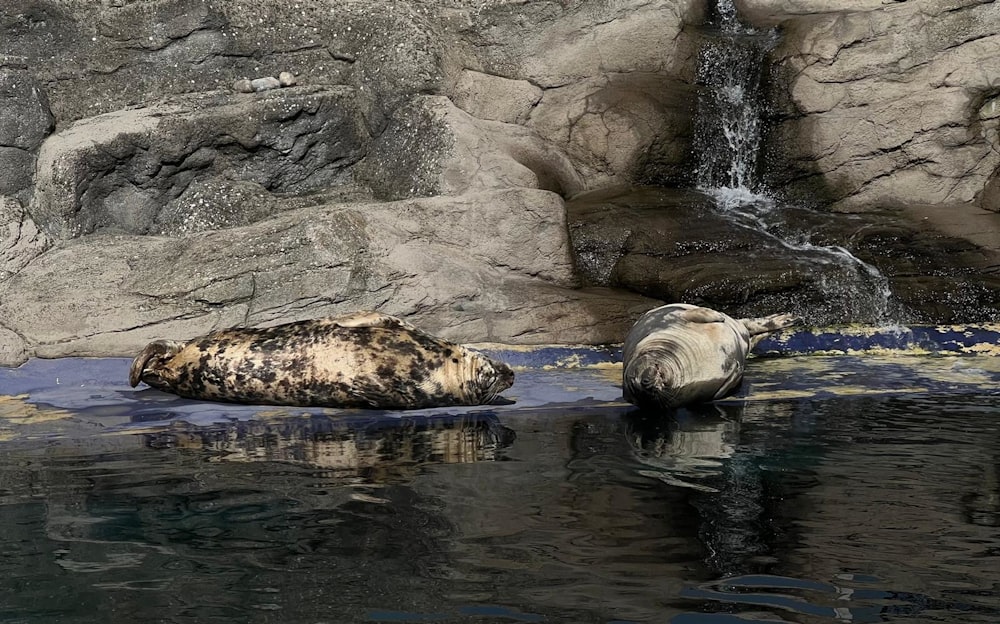 a seal laying on top of a body of water