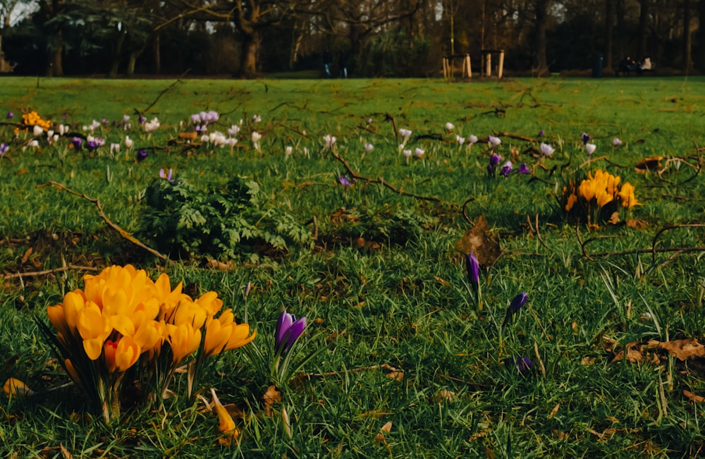 a bunch of flowers that are in the grass