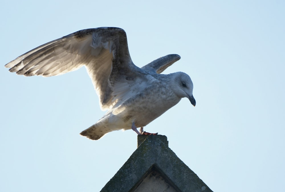 a seagull is perched on top of a building