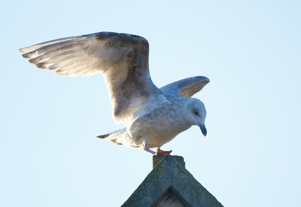 a seagull sitting on top of a roof with its wings spread