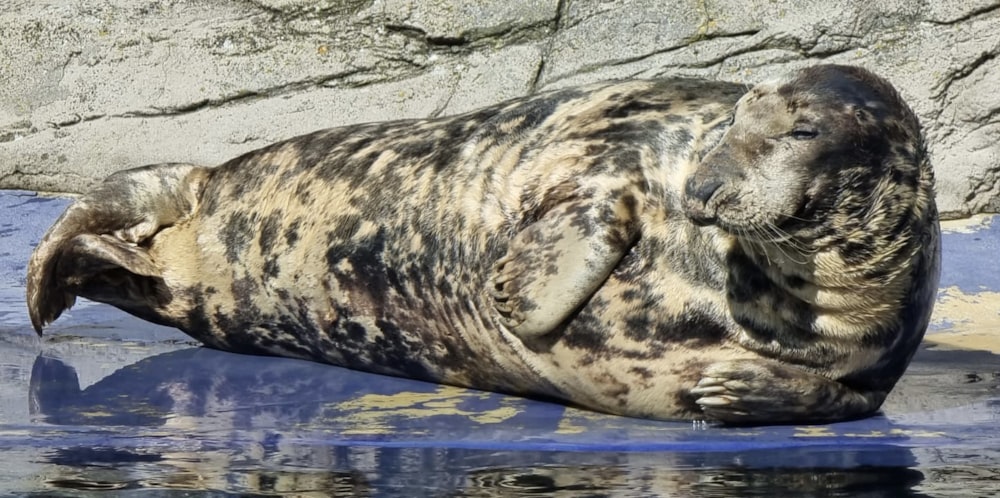 a seal laying on the ground next to a body of water