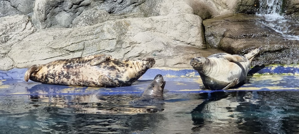 a couple of sea lions swimming in a pool of water