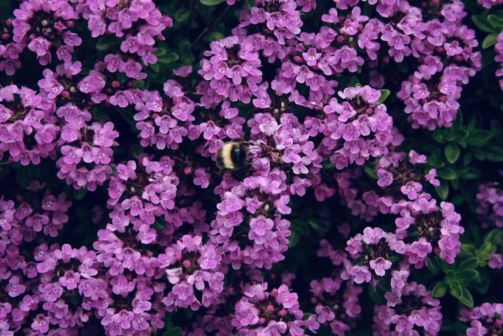 a bunch of purple flowers with a bee on them