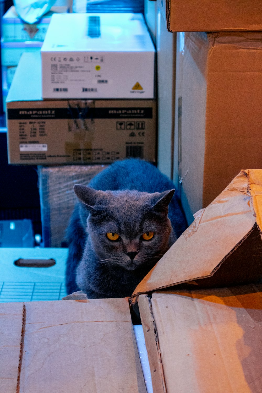 a gray cat sitting on top of a cardboard box