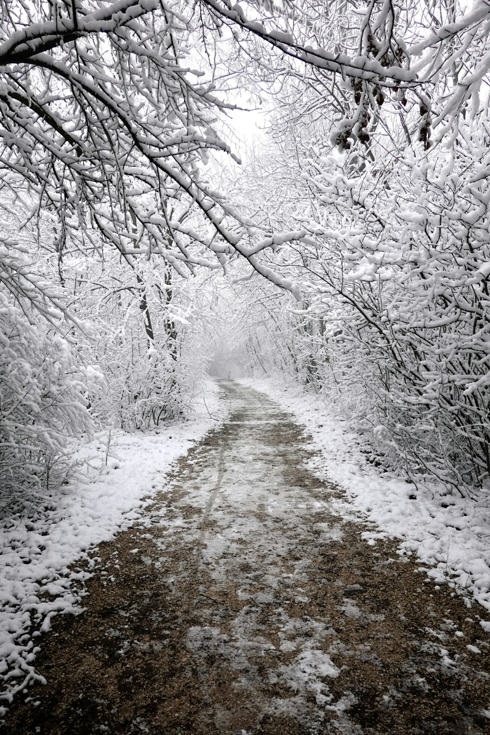 a path in the middle of a snowy forest