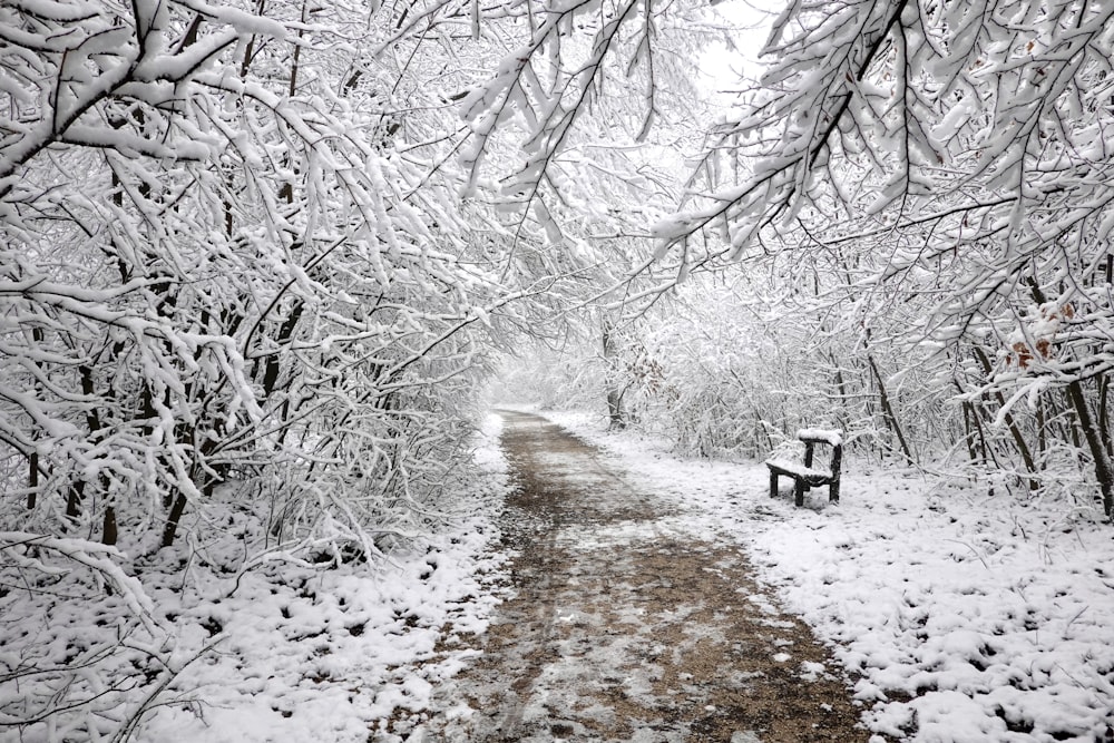 a snow covered path in the woods with a bench