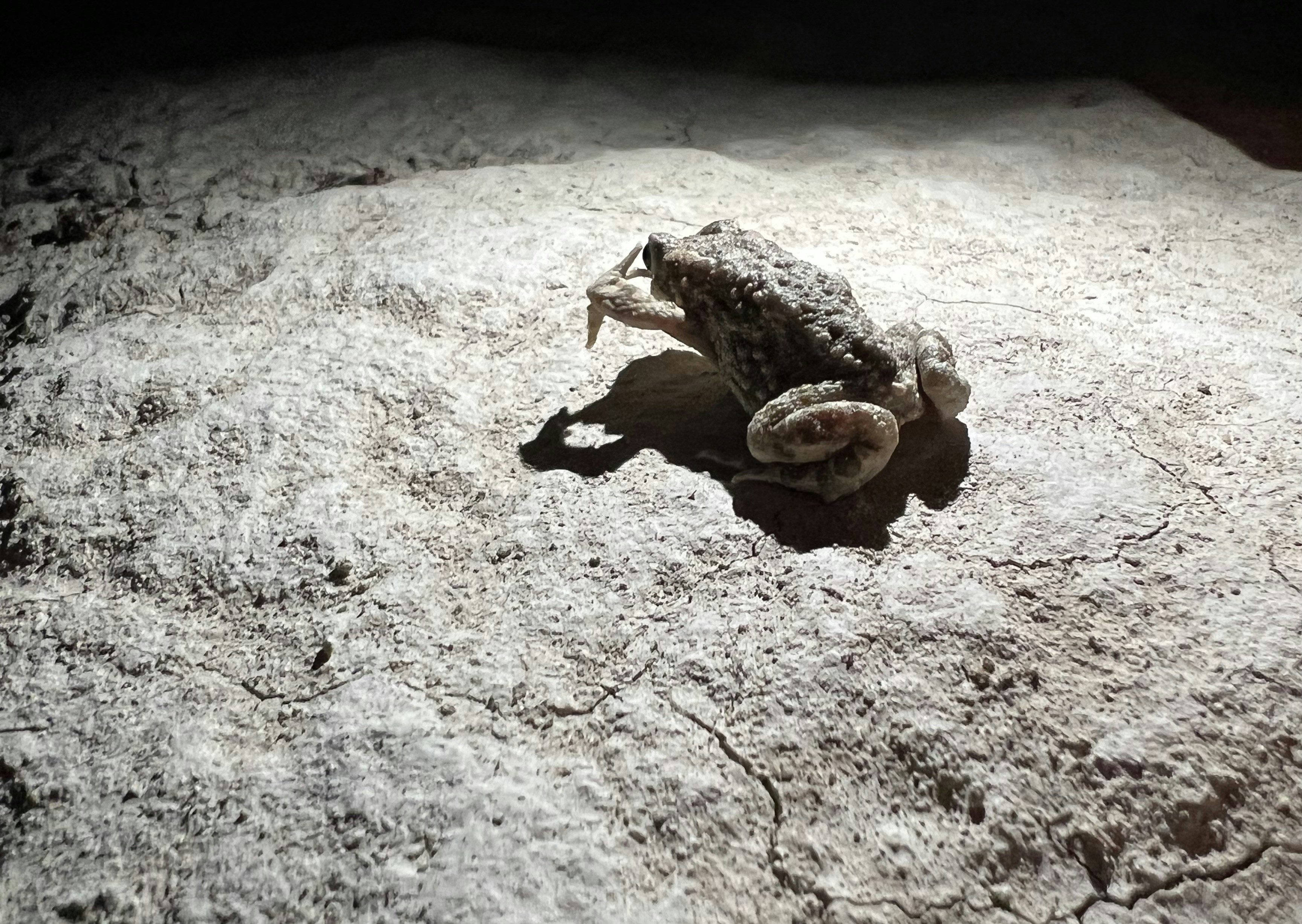 Can Flatter Minima Resist Distribution Shifts?