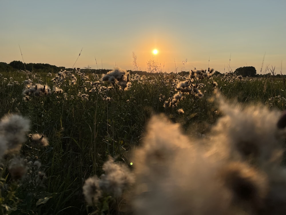 the sun is setting over a field of flowers