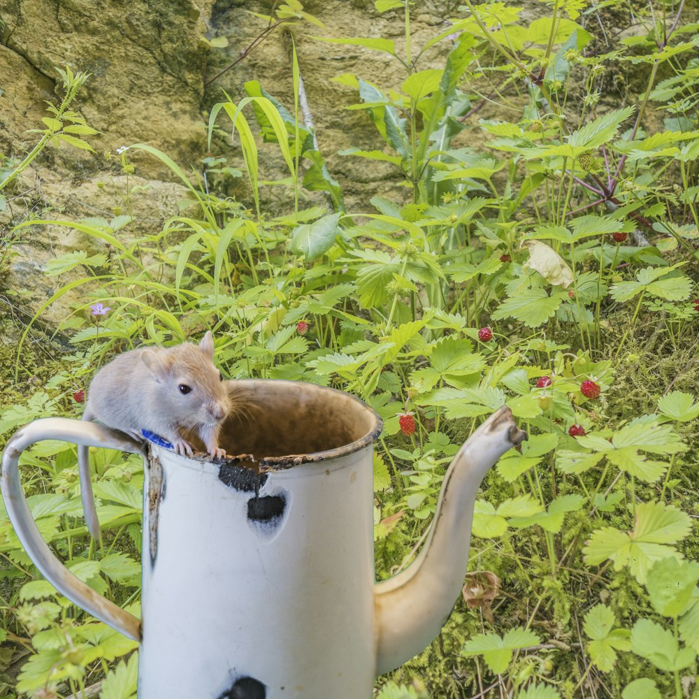 a rodent in a watering can in a field