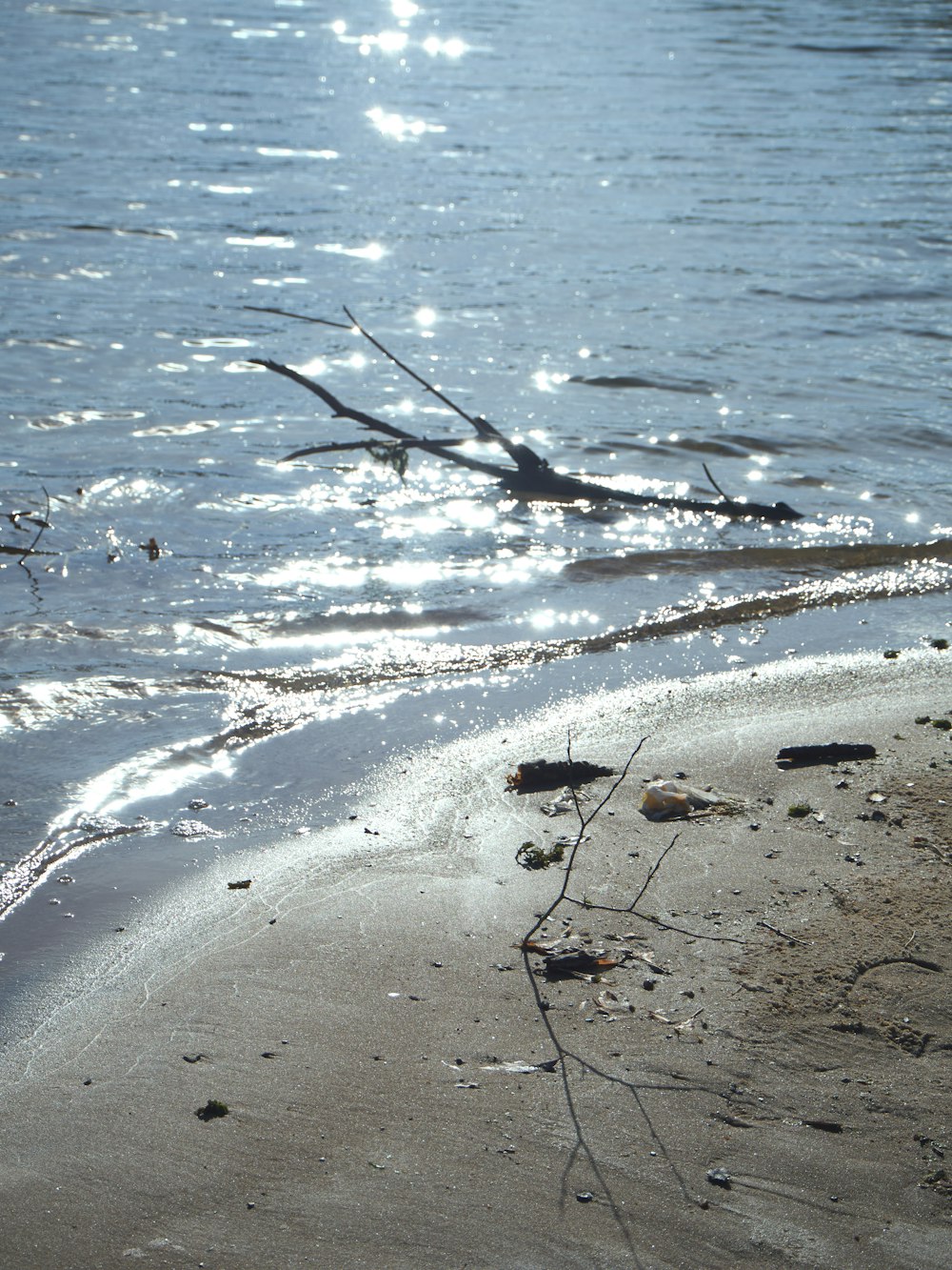 a bird standing on a beach next to the ocean