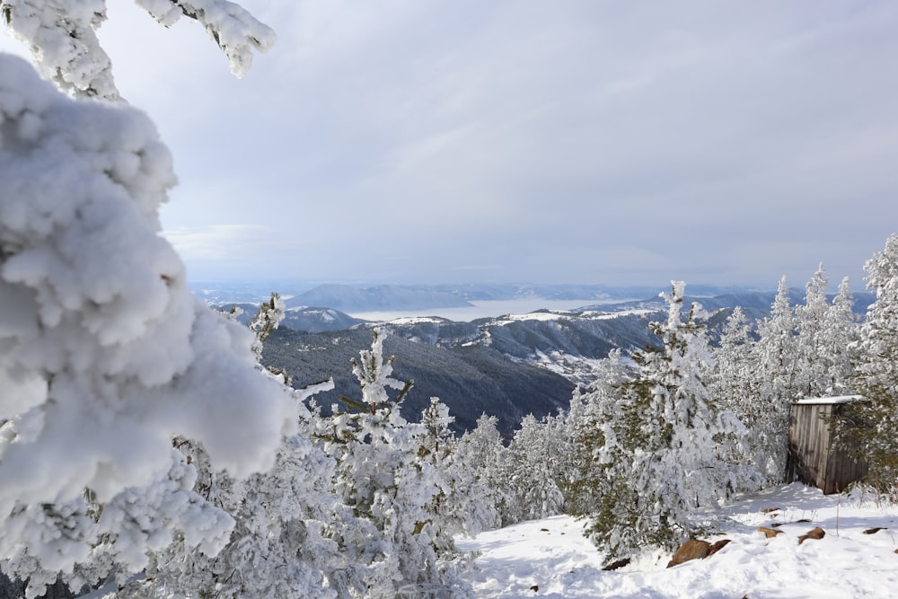 uma vista de uma montanha nevada com árvores