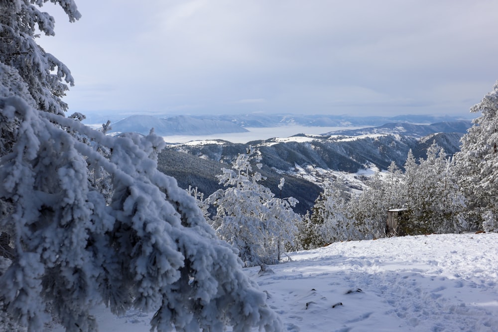 uma vista de uma montanha nevada com árvores em primeiro plano