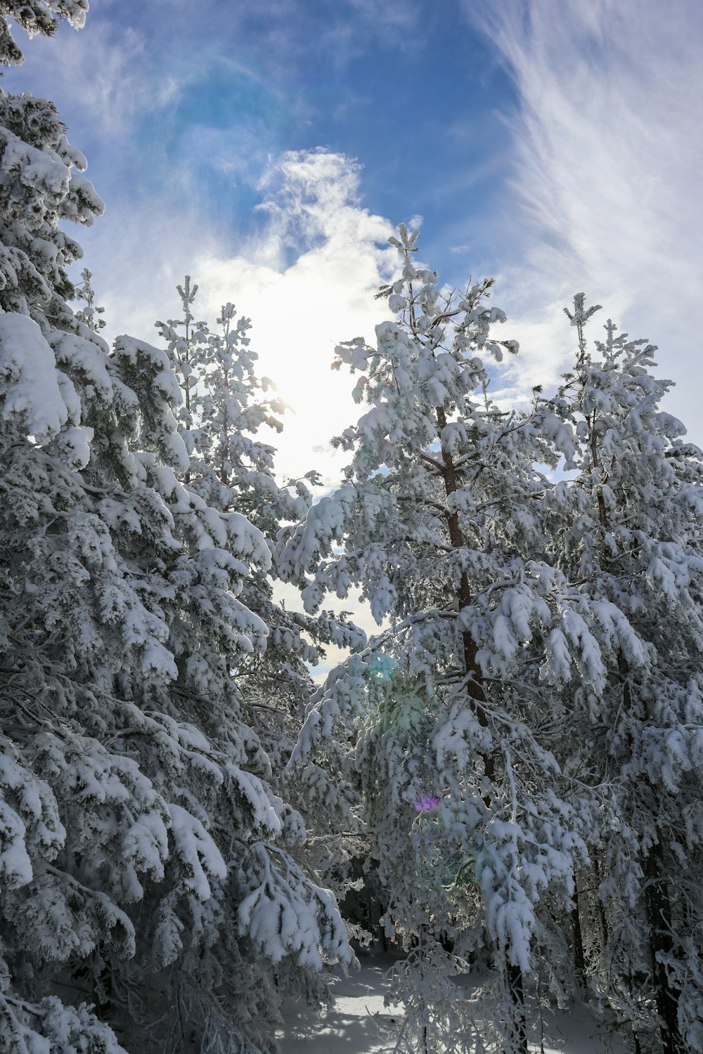 the sun shines through the snow covered trees